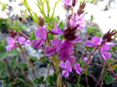 Indigofera
