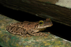 Osteocephalus taurinus