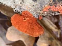 Trametes cinnabarina