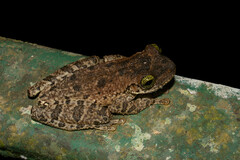 Osteocephalus taurinus