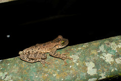 Osteocephalus taurinus