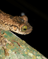 Osteocephalus taurinus