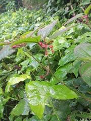 Cissus erosa
