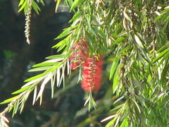 Melaleuca citrina