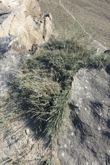 Ephedra monosperma
