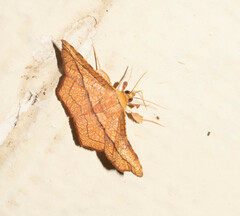 Thyrididae