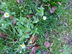 Erigeron strigosus