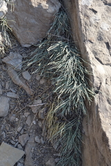 Ephedra monosperma