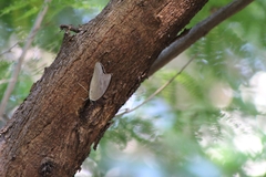 Archaeoprepona demophon centralis