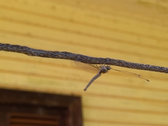 Ululodes quadripunctatus