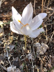 Crocus speciosus