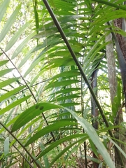 Arecaceae
