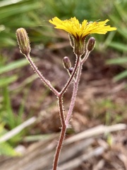 Hieracium megacephalon