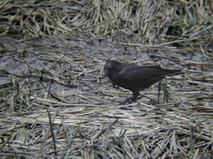 Corvus ossifragus