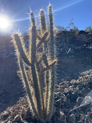 Cylindropuntia acanthocarpa