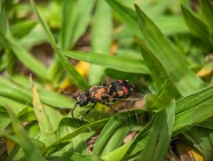 Hoplomutilla