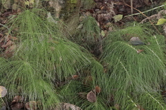 Equisetum telmateia telmateia