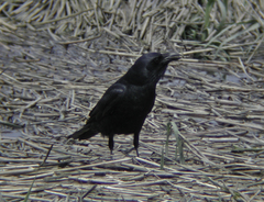 Corvus ossifragus