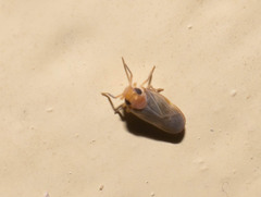 Plectoderini