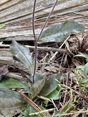 Hieracium megacephalon