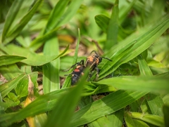 Hoplomutilla