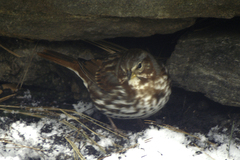 Passerella iliaca iliaca