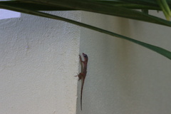 Anolis sagrei