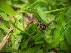 Hoplomutilla
