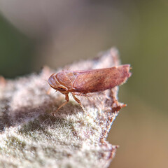 Auchenorrhyncha