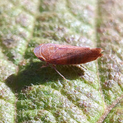 Auchenorrhyncha