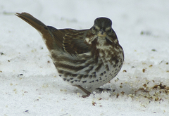 Passerella iliaca iliaca