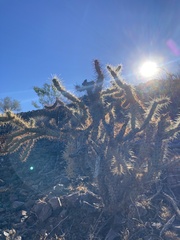 Cylindropuntia acanthocarpa