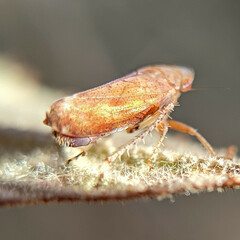 Auchenorrhyncha