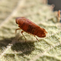 Auchenorrhyncha