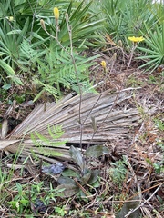 Hieracium megacephalon