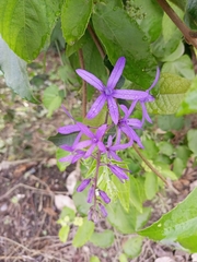 Petrea volubilis