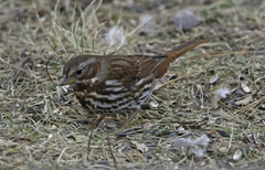 Passerella iliaca iliaca