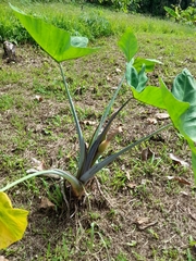 Xanthosoma sagittifolium