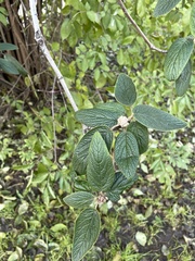 Viburnum × rhytidophylloides