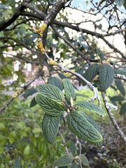 Viburnum × rhytidophylloides