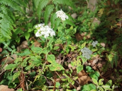 Stevia ovata