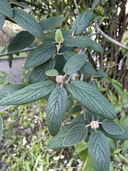 Viburnum × rhytidophylloides