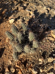 Echinocereus engelmannii fasciculatus
