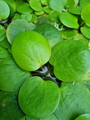 Limnobium laevigatum