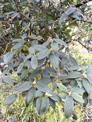Viburnum × rhytidophylloides