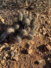 Echinocereus engelmannii fasciculatus