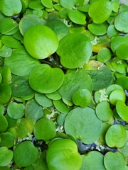 Limnobium laevigatum