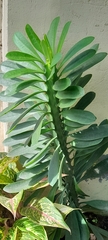 Euphorbia trigona