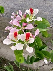 Bauhinia monandra