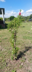 Melaleuca citrina